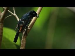 ​Fascinating: Why Are These Birds So Angry?