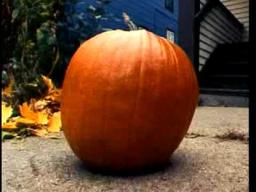 The Life and Death of a Pumpkin