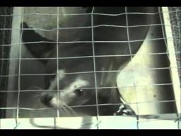 Slappy And The Stinkers Trailer 1997