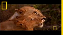 Lion Motherhood - Superpride | National Geographic