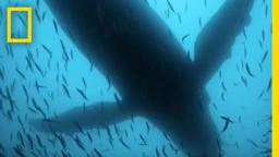 Sea of Shadows Official Trailer | National Geographic