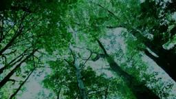 Twilight in Forks: Preview #1