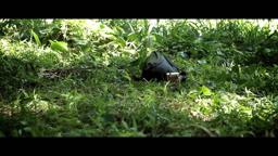 Peter and the Colossus official trailer 2