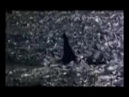 ORCA THE KILLER WHALE 1977