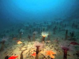 Deep Sea 3D (2006) [Trailer oficial]