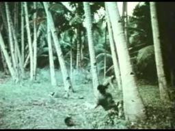 The Hot Box (1972) Theatrical Trailer