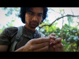 Incredible: Is This Species Splitting in Two?