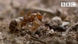Ant colony raids a rival nest - Natural World - Empire of the Desert Ants - BBC Two