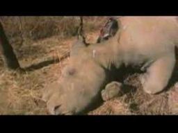 'Call of Life' Facing the Mass Extinction Trailer