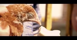 Boogaloo & Graham film Trailer: Curacao IFFR 2016