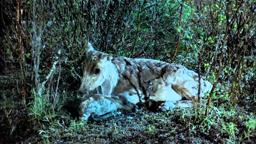 Seen on IMAX - Great North - Life On The Limit (Trailer)