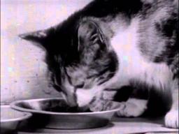 Kitty Cleans Up (1949)