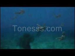 Sea Monsters: a Prehistoric Adventure (Trailer)