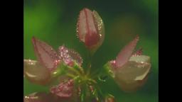 Summer Meadow (16mm, trailer)