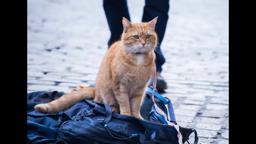 A Street Cat Named Bob - Official Trailer - At Cinemas November 4