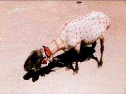 A Road in India (1938) - Jack Cardiff | BFI