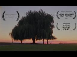 The Willow (Short Film - 16mm)