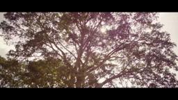 Something Necessary Official Trailer