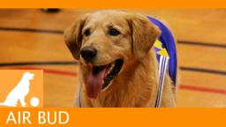 Air Bud Sports News - Snively
