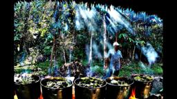 Metamorphosis- Ayahuasca Documentary