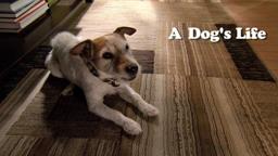 A Dog's Life Tip - How Do I Deal With Fear of Thunder