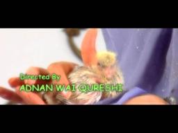 Trailer of TV Movie "Mahnoor" with English Translations - 2004