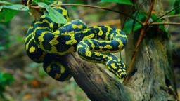 Australia: The Wild Top End 3D