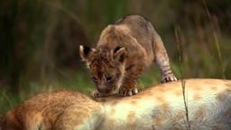 African Cats: Official Trailer 2