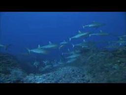 SHARKS 3D - IMAX -