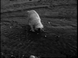 Guy Maddin - Spanky: To the Pier and Back