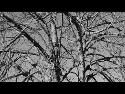 Damned Wood by Annie Barton & Tallulah Berry-Jones (student film)