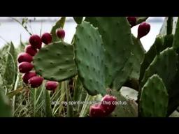 Opuntia - Indie Memphis