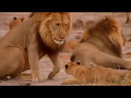 Birth of a Pride -  Trailer