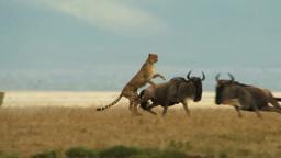 The Way of the Cheetah - Big Cat Month