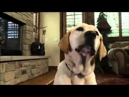 The Dog Who Saved Christmas Vacation | Trailer (2010) | Mario Lopez, Paris Hilton, Dean Cain