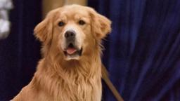 Air Bud 5: Spikes Back (2003) ORIGINAL TRAILER [HD]