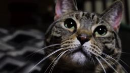 A Meowy Christmas Trailer