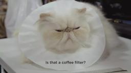 CATWALK: Tales From the Cat Show Circuit - Official Trailer