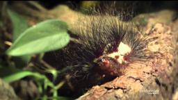 Secret Life of the Rainforest - Wildscreen Festival 2012