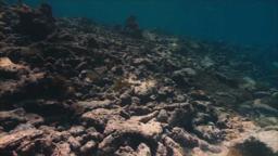 The Last Reef - Trailer