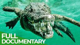 Diving With Crocodiles - Africa's Deadliest Animal | Free Documentary Nature