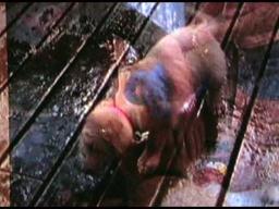 The Retrievers trailer (Golden Retriever movie)