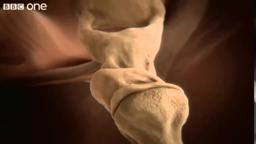 How your ear works - Inside the Human Body: Building Your Brain - BBC One