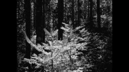 The Forest and The Sea (16mm, trailer)