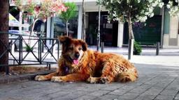 "Dogs of Democracy" - trailer