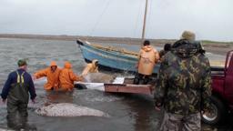 Рожденные свободными (трейлер)