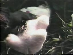 trailer alarido de terror chaneque (1991) Hugo Stiglitz Roberto Ballesteros