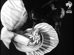 Secrets Of Nature - Peas And Cues (1930-1939)