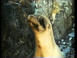 The Golden Seal (1983) Roadshow Home Video Australia Trailer