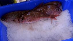 Trailblazers: The New Zealand Story - Fishing Reforms & Sustainability